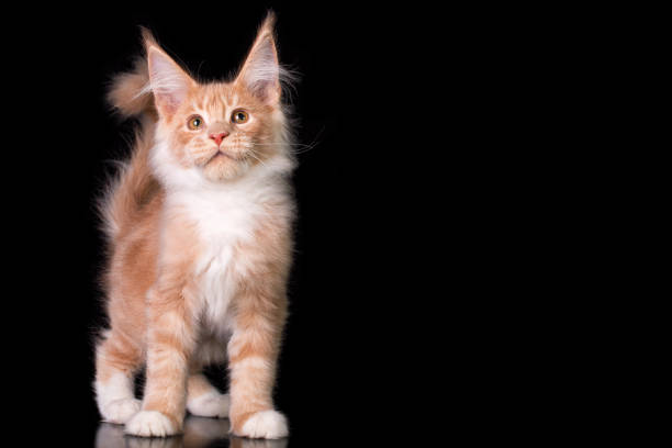 istock Adorable cute maine coon kitten on black background. 1201013407