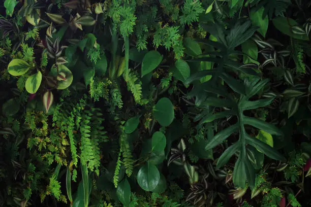 Photo of Vertical garden nature backdrop, living green wall indoors garden with various tropical rainforest foliage plants (devil's ivy, ferns, philodendron, peperomia, and inch plant) on dark background.