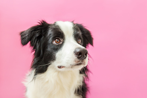 Funny studio portrait of cute smilling puppy dog border collie isolated on pink background. New lovely member of family little dog gazing and waiting for reward. Pet care and animals concept.