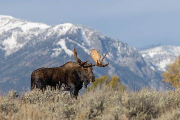 istock Bull Moose in Autumn in Wyoming 1201016776