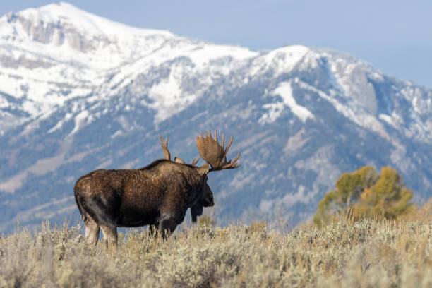 istock Bull Moose in Autumn in Wyoming 1201017365