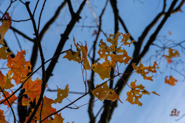 istock Orange Autumn Leaves and Blue Sky 1201018850