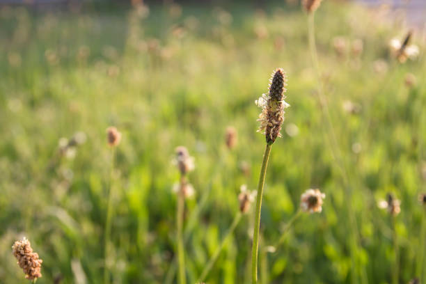 istock Plantago major springtime wild flowers 1201019308