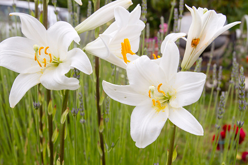 Madonna lily white flowers growing in ornamental garden