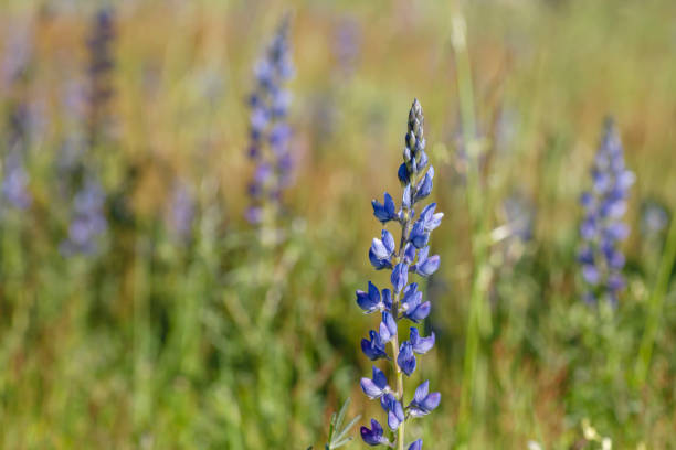Macro closeup of purple lupine flowers in small forest in Snowmass Village in Aspen, Colorado and many colorful wildflowers in Aspen grove