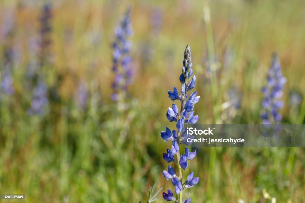 Lupinus angustifolius narrowleaf lupin blue flowers Lupinus angustifolius or narrowleaf lupin wild blue flowers Lupine - Flower Stock Photo