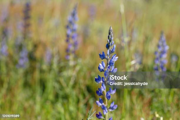 Lupinus Angustifolius Narrowleaf Lupin Blue Flowers Stock Photo - Download Image Now