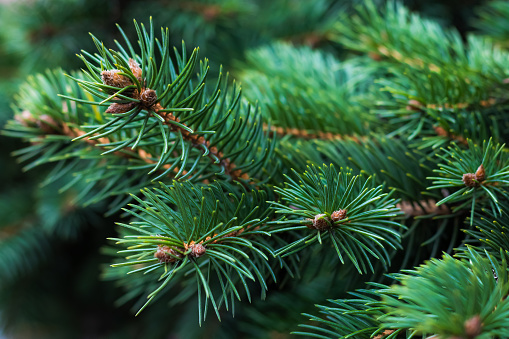 Pine tree branch. Natural background of needles. Spruce texture. Coniferous green pattern.