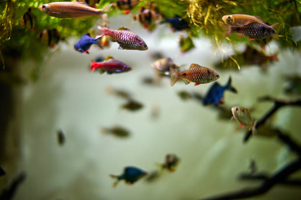 istock Multicoloured fish species and algae in a large fish tank. 1201020313