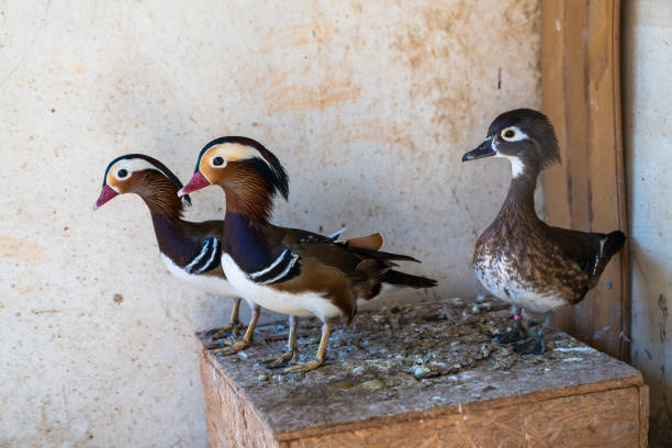 istock Close up of colorful mandarin ducks 1201022376