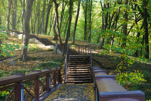 Stairway or walkway in park, forest. Landscape nature