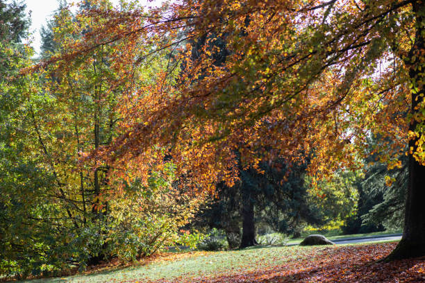 istock City Park with Orange Autumn Leaves 1201022735