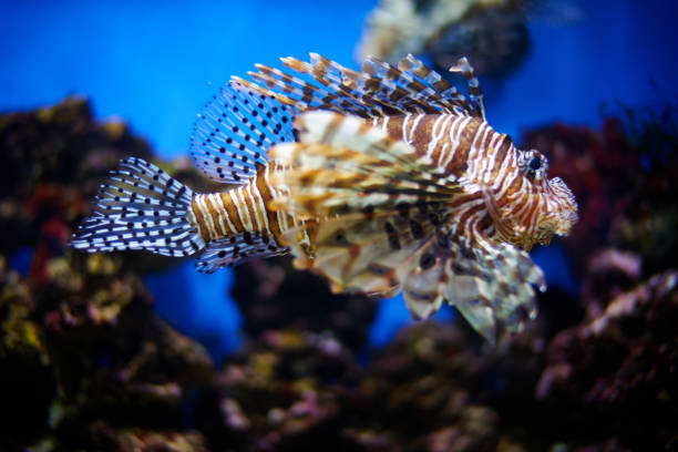 istock Tropical fish floating in the water. 1201022795