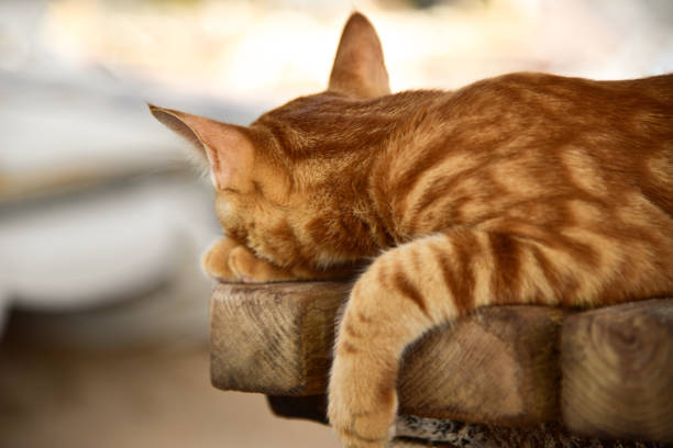 istock Red cat sleeps on a bench in the sun 1201022952