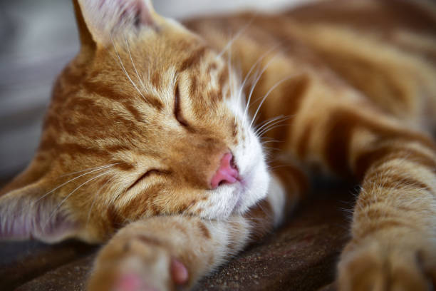 istock Red cat sleeps on a bench in the sun 1201022957