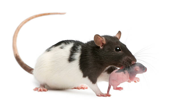 istock Mother rat carrying her baby, 5 days old, white background. 120102314