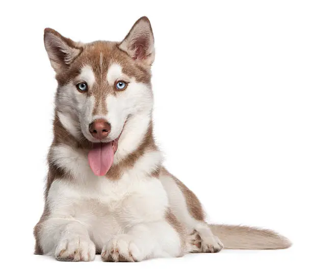Siberian Husky puppy, 4 months old, lying in front of white background.