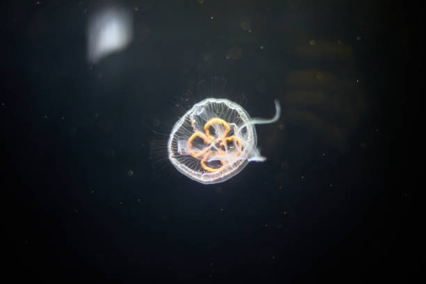 istock Jellyfish floating in the water. 1201023336