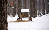 Deer eat hay near the feeder.