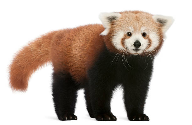 istock Young Red panda or Shining cat, white background. 120102348