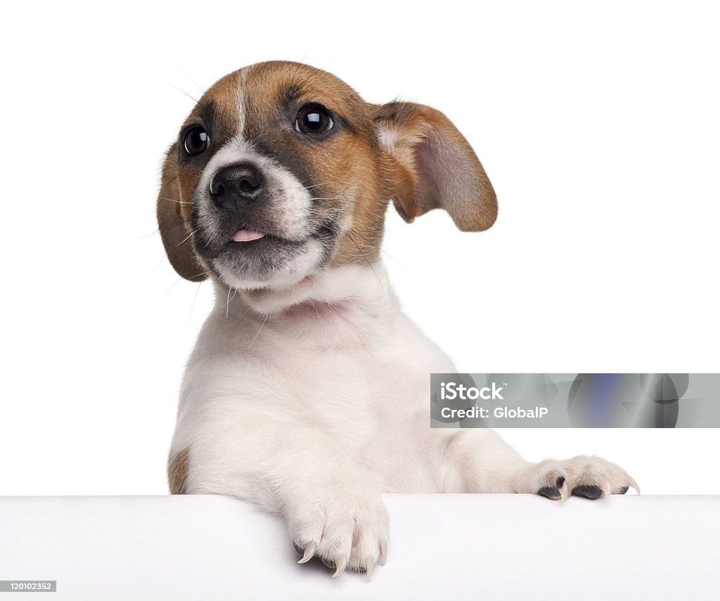 Jack Russell terrier puppy climbing Jack Russell Terrier puppy, 2 months old, getting out of a box in front of white background. Puppy Stock Photo