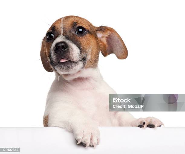 Jack Russell Terrier Puppy Climbing Stock Photo - Download Image Now - Puppy, Dog, Box - Container