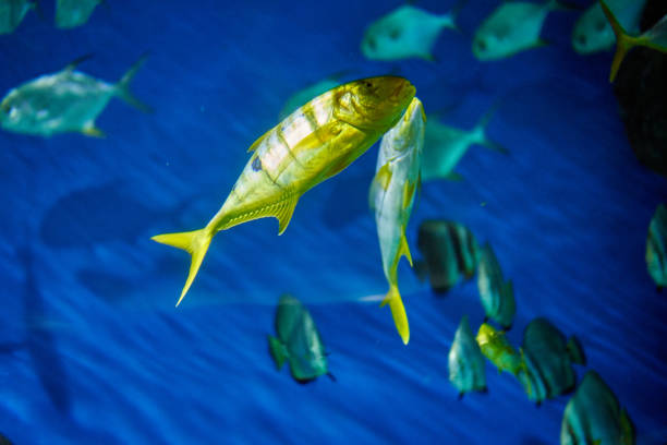 istock A group of fish in an aquarium. 1201024001