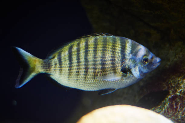 istock Angelfish fish floating in the water. 1201024614