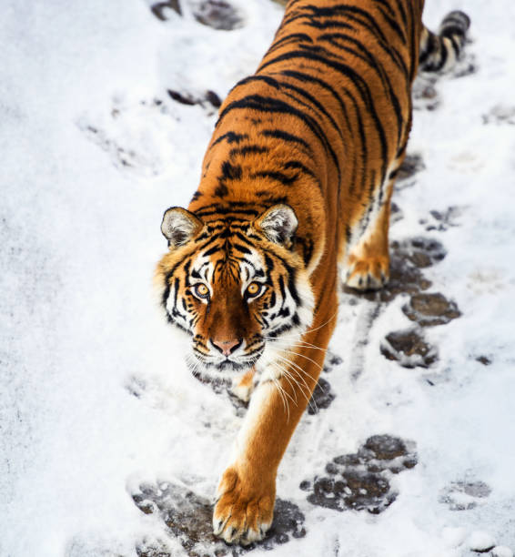 istock Beautiful Amur tiger on snow. Tiger in winter forest 1201027204