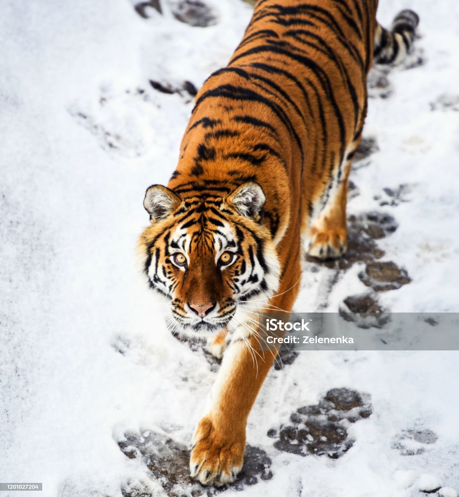 Hổ Amur Xinh Đẹp Trên Tuyết Hổ Trong Rừng Mùa Đông Hình ảnh Sẵn có ...