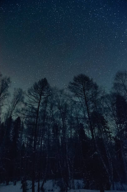 istock Frosty winter night in the forest. 1201027317