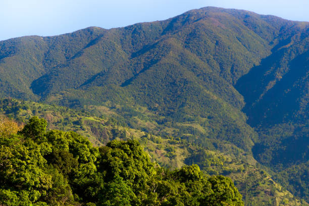 montañas azules en jamaica - tropical rainforest jamaica tropical climate rainforest fotografías e imágenes de stock
