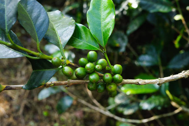 istock Coffee plant with green coffee beans before harvest. Macro. 1201027488