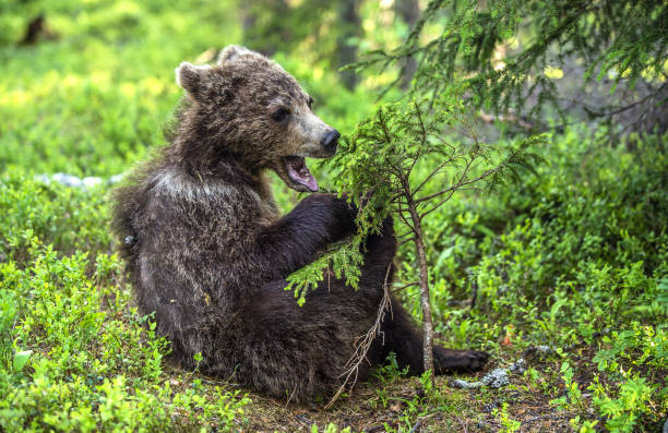 istock Cub of Brown Bear sit in the summer pine forest. 1201027657