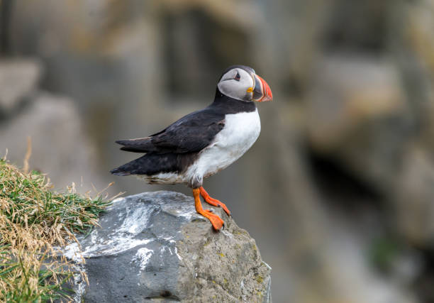 istock The Atlantic puffin, also known as the common puffin 1201027860