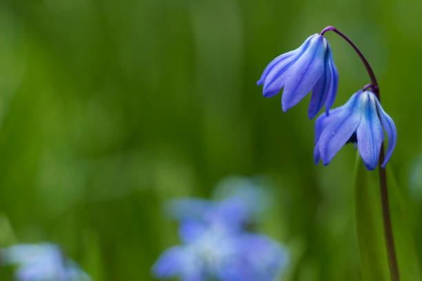istock Scilla Siberica or Blue Snowdrop - spring blue flowers, close up. First spring bluebells. Background 1201027956