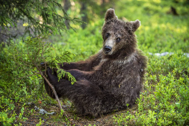 istock Cub of Brown Bear sit in the summer pine forest. 1201027960