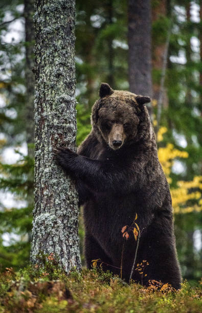 istock A bear stands by a tree on its hind legs in  Autumn forest. Scientific name: Ursus arctos. Natural habitat. 