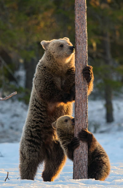 istock Bear and cub. Brown bears stands on its hind legs by a pine tree in winter forest at sunset light. 1201029116