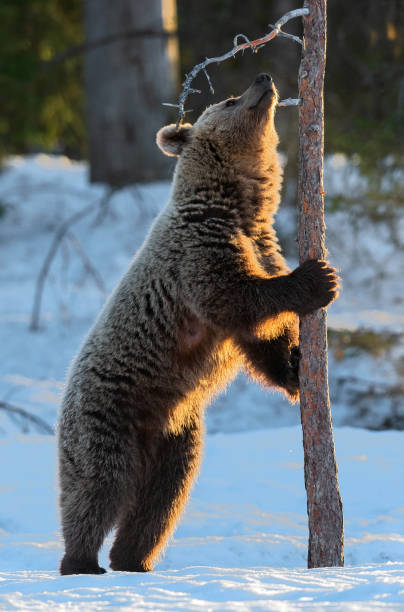 istock Brown bear stands on its hind legs by a pine tree in winter forest. Scientific name: Ursus arctos. Natural habitat. Winter season. 1201029143