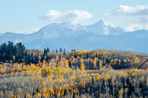 Autumn at the Guardsman Pass and Aspens at Peak Color, Park City, Utah in the Colorado Rocky Mountains