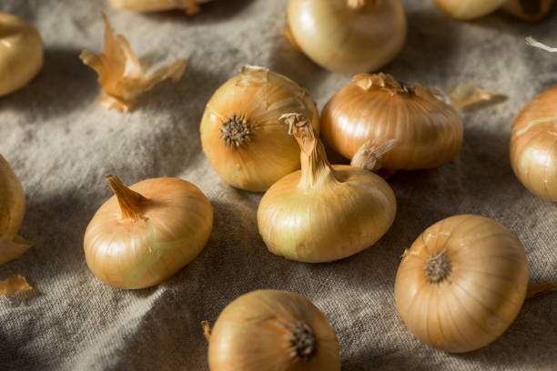 istock Raw Yellow Organic Cipolline Onions 1201030498