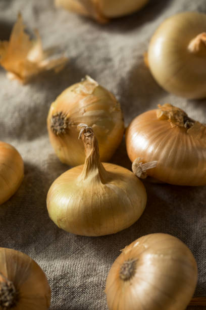 istock Raw Yellow Organic Cipolline Onions 1201030672