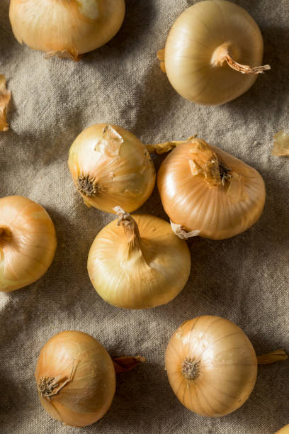 istock Raw Yellow Organic Cipolline Onions 1201030885