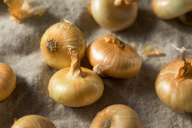istock Raw Yellow Organic Cipolline Onions 1201031041