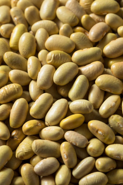 istock Raw Yellow Organic Perruano Beans 1201031203