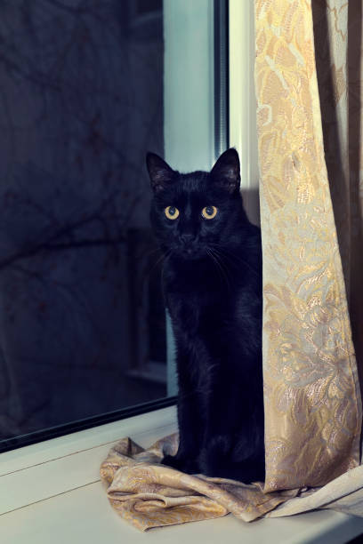 istock Black cat on a windowsill behind the curtain. Selective focus 1201031210
