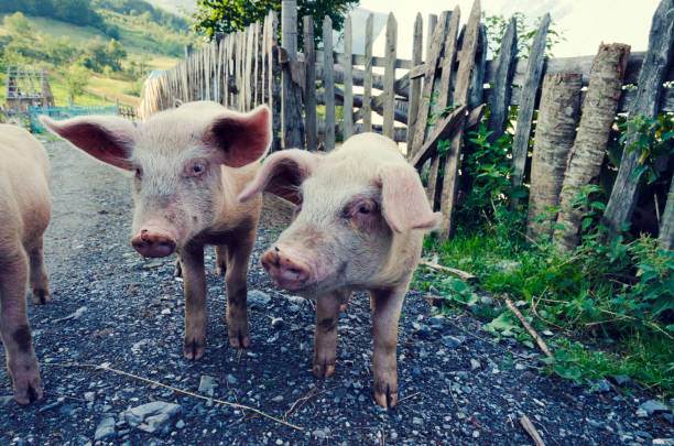 istock Pigs on a pig farm in Albania. Selective focus 1201031773
