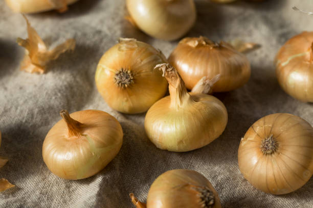 istock Raw Yellow Organic Cipolline Onions 1201031850