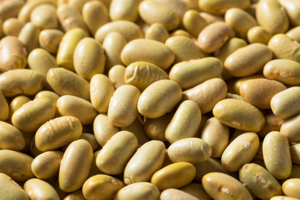 istock Raw Yellow Organic Perruano Beans 1201031944